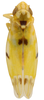 Habitus, dorsal view: !! display not done !! on Erythroneura octonotata Walsh, 1862: Habitus (E. nigroscuta Johnson, USNM collection). (Observation).