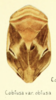 Habitus, dorsal view on Clastoptera obtusa (Say, 1825): (Observation).