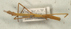 CollectionObject 1558066; c1f36252-7a55-4197-833b-39f3105ba4e9: copyright NMW, Vienna. juv. (syntype). (CollectionObject).;CollectionObject 1558067; fc3270a5-87c5-4759-8194-342181663278: copyright NMW, Vienna. juv. (syntype). (CollectionObject).