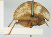 CollectionObject 1518010; 98defca6-3fba-4f41-af35-8c3c44fd9c4e, NHMUK010924404: male, lateral view (syntype). (CollectionObject).