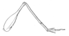 Diestrammena (Aemodogryllus) goliath Bey-Bienko, 1929: Fig. 2 (after type). hind leg, external view. (Otu).