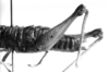 CollectionObject 1520403; NMW 6284, 5dbef5e3-2415-40ed-b661-ed3e9707da00: female, abdomen, lateral view (holotype). (CollectionObject).