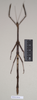 CollectionObject 1559453; 578e9e2a-4691-4089-8e01-37838b64286b: copyright Natural History Museum, London. female (paratype). (CollectionObject).;CollectionObject 1559454; ebecc9ec-62c2-4dee-968b-3db0f117c7ff: copyright Natural History Museum, London. female (paratype). (CollectionObject).