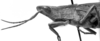 CollectionObject 1533511; 1ff825cc-14dd-40bf-ac79-d860ef4a1324, USNM 9728: Image Carbonell, C.S. male head and pronotum, lateral view (syntype). (CollectionObject).