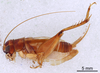 CollectionObject 1522870; 210fa7d1-de60-4840-9b0e-4a86127b0c23: Male, lateral view (holotype of Modicogryllus pacificus). (CollectionObject).