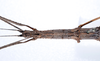 CollectionObject 1560433; 8f504723-d8f8-4d37-b855-5841d775d064: copyright ZMUH, Hamburg. female: head & thorax, dorsal view of synonym Parapygirhynchus catenatus (lectotype). (CollectionObject).