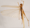 CollectionObject 1534524; 1b697d63-e1c7-4f21-8340-654d3ad4660c: female, dorsal view (holotype of Xiphidiopsis celebensis). (CollectionObject).