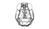 Circacris auris Ronderos & Cigliano, 1989: Fig. 30. male, head, frontal view. (Otu).