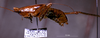 CollectionObject 1503140; 8115cc8d-7147-4be5-9c05-3e6f10653b3f: male, lateral view (holotype). (CollectionObject).