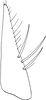 Subgenital plate: !! display not done !! on Scaphoideus (Scaphoideus) festivus Matsumura, 1902: Subgenital plate. (Observation).