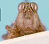 CollectionObject 1505047; c6436e5e-acd7-48f5-b765-43881126eddb, DORSA D003XF01: female, frontal view (holotype). (CollectionObject).