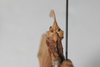 CollectionObject 1505828; 46d00773-5781-491c-9abb-7d9dd14d9757: Female, terminalia, ventral view (syntype). (CollectionObject).