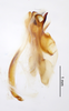 CollectionObject 2804162; 82d78654-7435-4132-9cc1-0f1d50112f21, FCE- GY 90, occurrenceID:- GY 90: Male genitalia, lateral. Facultad de Ciencias - UDELAR (FCE - GY 090). (CollectionObject).