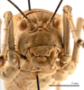CollectionObject 1475331; 4e452ff7-0fc1-4572-afe6-f526fc4c793b: male head, frontal view (holotype of Deracanthina mistshenkoi Bazyluk, 1972). (CollectionObject).