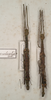 Pseudonogastris aculeata (Redtenbacher, 1906): copyright St. Petersburg. females (possible syntypes). (Otu).