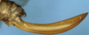 CollectionObject 1532827; 6f2e9492-333f-4825-9e4f-915c5674253c: female ovipositor. (CollectionObject).