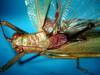 CollectionObject 1500512; a5ab3fed-2e5d-4c43-a101-6c0919bca04b, DORSA BTcatgutHTM: male head and pronotum dorsal view (holotype). (CollectionObject).