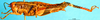 CollectionObject 1578663; 7b496661-5f71-4240-8a26-d0434a7f8177: female, lateral view (paratype). (CollectionObject).