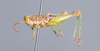 CollectionObject 2009847; f8212f9a-76d1-493d-8a69-cea4bb39612a: male, dorsal view. (CollectionObject).