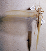 CollectionObject 1503350; MBBJ 3226099, 6eddc62e-7bcd-44c0-82fb-76e935cc3a21: male, dorsal view. (CollectionObject).