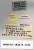 CollectionObject 1572738; 80da03ba-d5b9-43ef-86f8-f7dd40452238: labels (paratype). (CollectionObject).