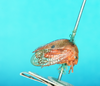 Habitus, lateral view on Darnoides semivitta (Walker, 1851): (Observation).