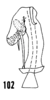 Aedeagus, dorsal view on Oecleus venosus Van Duzee, 1912: (Observation).