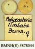 Polyzosteria limbata Burmeister, 1838: Copyright Natural History Museum, London. Labels from lectotype (female) of synonym Polyzosteria nitens Walker, 1868 in BM(NH). Underside. (Otu).