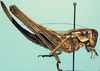 Pediodectes nigromarginatus griseis (Caudell, 1907): female, lateral view (syntype). (Otu).