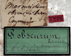 CollectionObject 1539732; a1a02b5a-639d-47c5-badd-bf1a6ee56db3: labels (holotype). (CollectionObject).