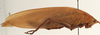CollectionObject 1534700; 88b5736a-71c6-404c-acc1-c0f7b048c51c: female habitus, lateral view (syntype of Mataeus longipennis). (CollectionObject).