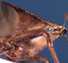 CollectionObject 1516858; 9b886afe-a4af-4014-9998-fe0ca499167b: female head and pronotum, lateral view (holotype). (CollectionObject).