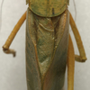 CollectionObject 1506757; 97b50063-313d-41ca-8bcc-95ac81dad82b: male, stridulatory area (holotype). (CollectionObject).