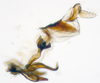 Aedeagus, lateral view: !! display not done !! on Scaphytopius elegans (Van Duzee, 1890): Ohio State U. (Observation).