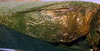 Tropicophyllum sentum (Grant, 1958): male stridulatory area (fm Brazil, Rio de Janeiro). (Otu).