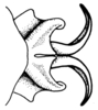 Scotussa lemniscata (Stål, 1861): Fig. 96. distal portion of phallic complex, dorsal view. (Otu).