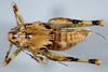 CollectionObject 2597112; 555f9ee1-1ce3-42e8-9607-7e17d415fe62, CAS Entomology type 20384: male, dorsal view (holotype). (CollectionObject).