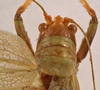 CollectionObject 1534717; 86706976-902c-4b4e-9edf-83cb5cf39104: female pronotum dorsal (syntype). (CollectionObject).