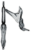 Connective: !! display not done !! on Amblysellus Sleesman, 1929: Amblysellus dorsti, connective and stylus, ventrally. (Observation).