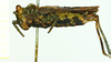 CollectionObject 1586203; 3d07d60f-4675-4cb4-8a0c-d2f63d3a0ccf: female, lateral view. (CollectionObject).