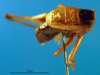 CollectionObject 1500321; 28d151bd-3ffe-4de3-ab01-71a473359e6c: male, dorsal view (holotype). (CollectionObject).