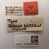 Other: !! display not done !! on Melanoliarus (Melanoliarus) cinereus (Wolcott, 1921): (Observation).