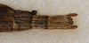 CollectionObject 1561500; b08872f7-2846-45cf-94c8-a33a47b08cd3: copyright USNM, Washington. (CollectionObject).