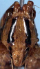 CollectionObject 1516948; d350ea1f-db4c-432d-abdc-fbf9dee71550: male face (holotype). (CollectionObject).
