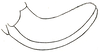 Scudderia curvicauda curvicauda (De Geer, 1773): Pl. X, Fig. 26 (specimen from Pennsylvania). ovipositor. (Otu).