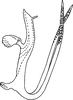 Aedeagus, lateral view: !! display not done !! on Qadria pakistanica (Ahmed, 1969): Aedeagus, lateral view. (Observation).