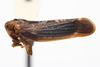 Habitus, lateral view: (Observation).