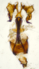 Aedeagus, ventral view on Bhatia Distant, 1908 nsp 841792: (Observation).