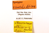 CollectionObject 1475516; 51a5c1db-6ae0-4195-b546-d853cd45e9d1: labels (syntype of Meconema albicorne). (CollectionObject).