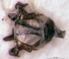 CollectionObject 1505371; bb6e7dbb-0a04-428e-8c6f-3803ae6de608: holotype. male, phallus. (CollectionObject).